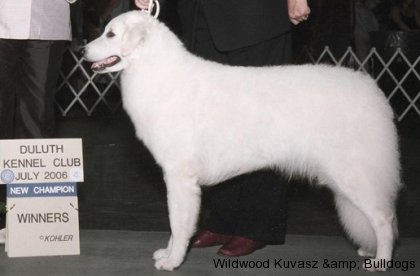 CH Szumeria's Wildwood Pretty Penny CD RAE2 NAP NJP CGC VOAA OOAA (Penny) 