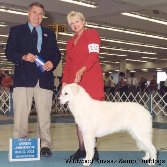 CH Szumeria's Wildwood Ruby Red DZRT NJP  RN  CGC VPA (Jello)