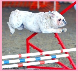 Newnan Kennel Club Agility Trial