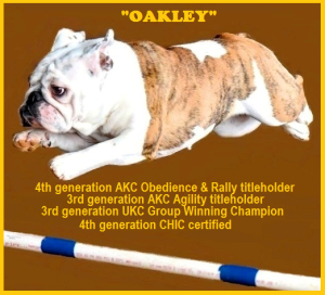 Oakley - Celebrate Healthy Bulldogs
