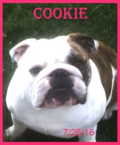 Cookie on 7.26.16