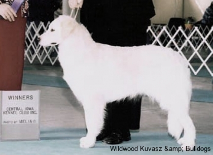 CH Szumeria's Wildwood Ruby Red Zinger (Zinger)