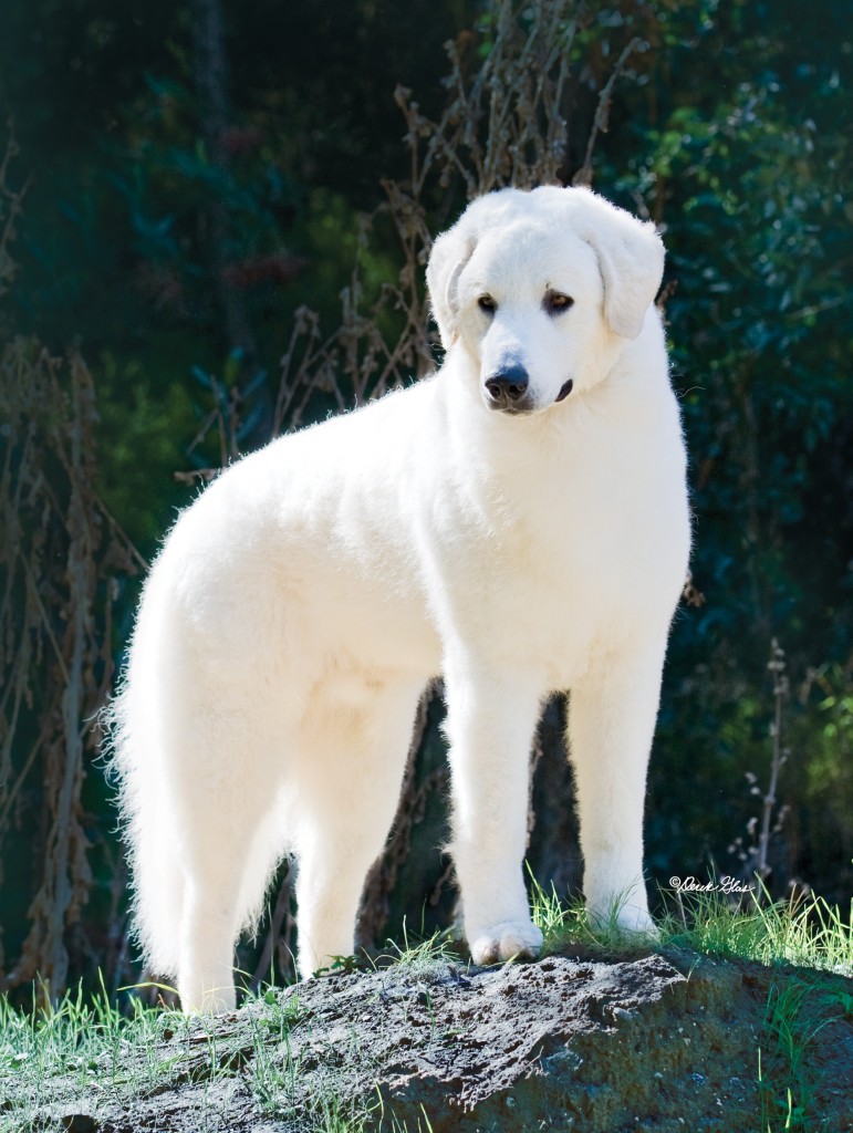 Conformation Wildwood Kuvasz Bulldogs conformation-wildwood-kuvasz-bulldogs